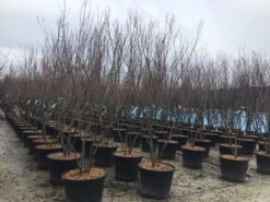 Meerstammige Kornoelje (Cornus Kousa 'Milky Way') -Groene Boom Winkel meerstamcornusmilkyway