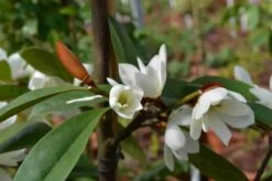 Michelia 'Fairy Magnolia White' -Groene Boom Winkel michelia fairy magnolia blush 3