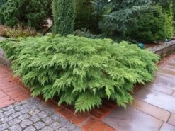 Valse Jeneverbes (Microbiota Decussata) 7 Valse Jeneverbes (Microbiota Decussata) -Groene Boom Winkel microbiota decussata