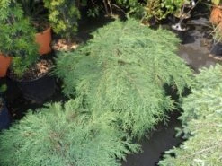 Valse Jeneverbes (Microbiota Decussata) 6 Valse Jeneverbes (Microbiota Decussata) -Groene Boom Winkel microbiota decussata 60 80 c12