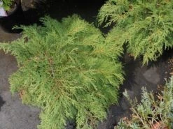 Valse Jeneverbes (Microbiota Decussata) 5 Valse Jeneverbes (Microbiota Decussata) -Groene Boom Winkel microbiota decussata c5