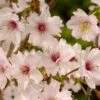 Japanse Sierkers (Prunus Incisa ‘Mikinori’) -Groene Boom Winkel mikinori