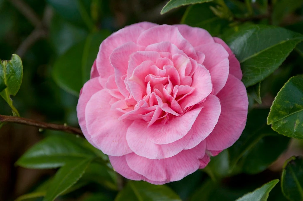 Camelia (Camellia Japonica 'Marie Bracey') 1 Camelia (Camellia Japonica 'Marie Bracey')