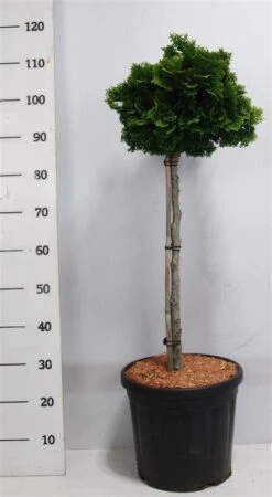 Dwergcypres Op Stam (Chamaecyparis Obtusa 'Nana Gracilis') 3 Dwergcypres Op Stam (Chamaecyparis Obtusa 'Nana Gracilis') -Groene Boom Winkel nanagracilis