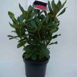 Rhododendron (Rhododendron 'Nova Zembla') -Groene Boom Winkel nova zembla c5 voor
