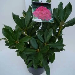 Rhododendron (Rhododendron 'Nova Zembla') -Groene Boom Winkel nova zembla c5 zij