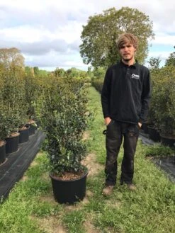 Schijnhulst (Osmanthus Heterophyllus) -Groene Boom Winkel osmanthus heterophyllus h100120cm
