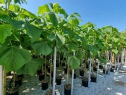 Anna Paulownaboom (Paulownia Fortunei 'Fast Blue')