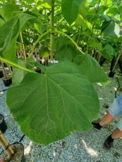 Anna Paulownaboom (Paulownia Fortunei 'Fast Blue') -Groene Boom Winkel paulownia fortunei fast blue 2 1