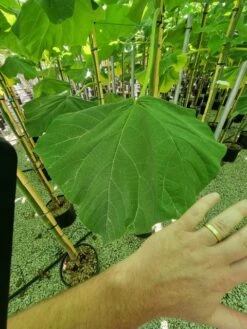 Anna Paulownaboom (Paulownia Fortunei 'Fast Blue') -Groene Boom Winkel paulownia fortunei fast blue 3 1