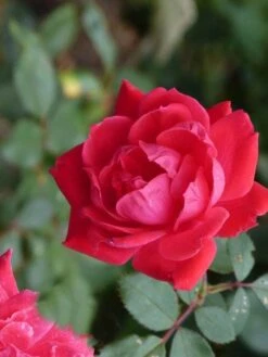 Klimroos (Rosa 'Paul's Scarlet Climber') -Groene Boom Winkel paulsscarletclimber