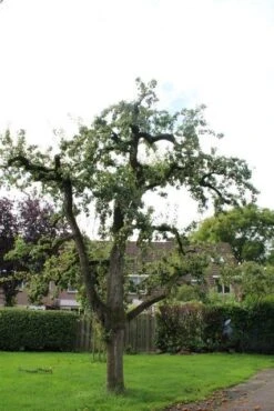 Wilde Perenboom (Pyrus Communis) -Groene Boom Winkel perenboom