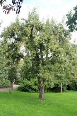 Wilde Perenboom (Pyrus Communis) -Groene Boom Winkel perenboom 2