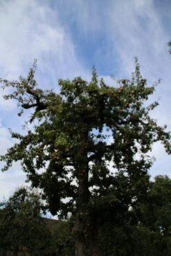 Wilde Perenboom (Pyrus Communis) -Groene Boom Winkel perenboom 4