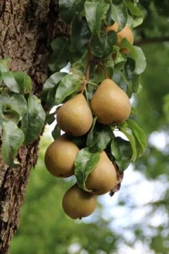Wilde Perenboom (Pyrus Communis) -Groene Boom Winkel perenboom 5