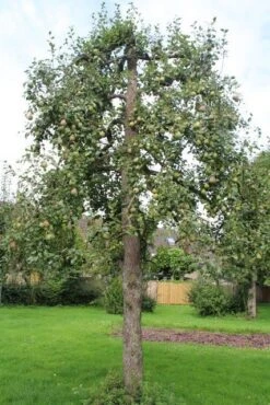 Wilde Perenboom (Pyrus Communis) -Groene Boom Winkel perenboom 6