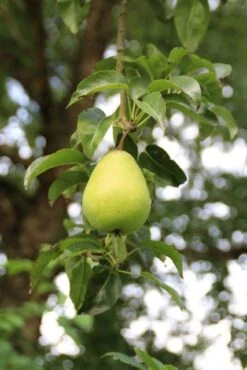Wilde Perenboom (Pyrus Communis) -Groene Boom Winkel perenboom 7