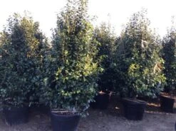 Camelia (Camellia Japonica ‘Perfection White’) -Groene Boom Winkel perfectionwhite200cm