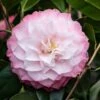 Camelia (Camellia Japonica 'Nuccio's Pearl') -Groene Boom Winkel phbe06841