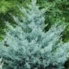 Cipres (Cupressus Arizonica 'Glauca') -Groene Boom Winkel phbe08466b
