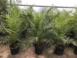 Canarische Dadelpalm (Phoenix Canariensis) -Groene Boom Winkel phoenix80