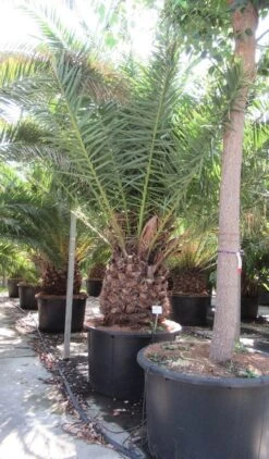 Canarische Dadelpalm (Phoenix Canariensis) -Groene Boom Winkel phoenix canariensi 2