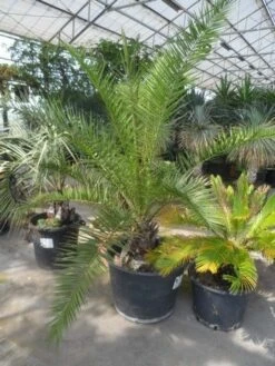 Canarische Dadelpalm (Phoenix Canariensis) -Groene Boom Winkel phoenix canariensis 150 200 c90