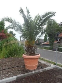 Canarische Dadelpalm (Phoenix Canariensis) -Groene Boom Winkel phoenix canariensis 250 300 c500 solitair