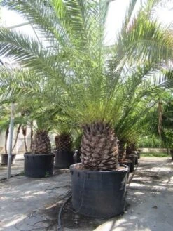 Canarische Dadelpalm (Phoenix Canariensis) -Groene Boom Winkel phoenix canariensis 2