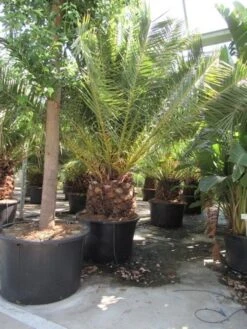 Canarische Dadelpalm (Phoenix Canariensis) -Groene Boom Winkel phoenix canariensis 3