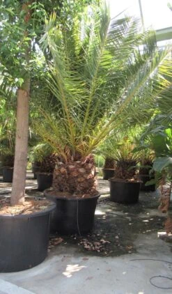 Canarische Dadelpalm (Phoenix Canariensis) -Groene Boom Winkel phoenix canariensis 4
