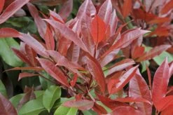 Glansmispel Meeneemhaag (Photinia Fraseri 'Red Robin') -Groene Boom Winkel photinia fraseri red robin01 4