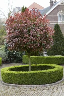 Glansmispel Als Boom (Photinia Fraseri 'Red Robin') 12 Glansmispel Als Boom (Photinia Fraseri 'Red Robin') -Groene Boom Winkel photinia fraseri red robin02