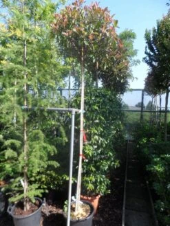 Glansmispel Als Boom (Photinia Fraseri 'Red Robin') 11 Glansmispel Als Boom (Photinia Fraseri 'Red Robin') -Groene Boom Winkel photinia fraseri red robin 10 12ho cont