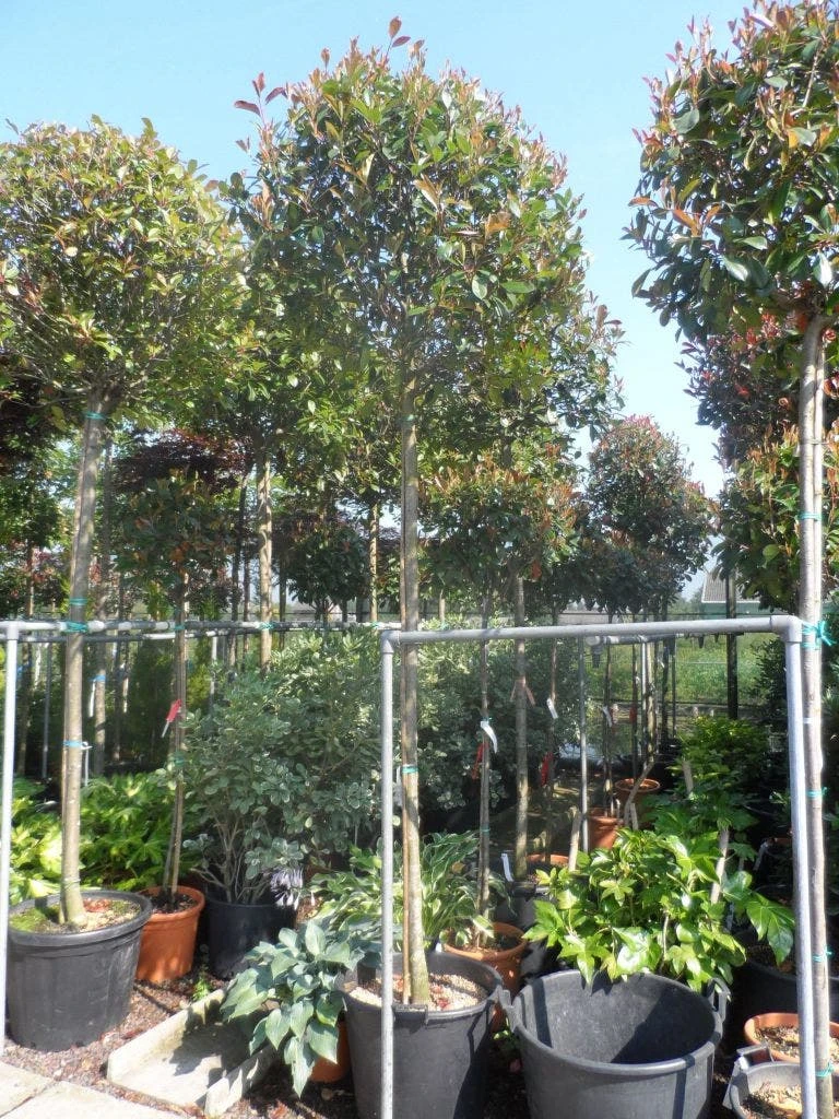 Glansmispel Als Boom (Photinia Fraseri 'Red Robin') 5 Glansmispel Als Boom (Photinia Fraseri 'Red Robin') - Afbeelding 5
