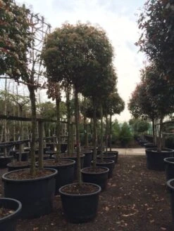 Glansmispel Als Boom (Photinia Fraseri 'Red Robin') 17 Glansmispel Als Boom (Photinia Fraseri 'Red Robin') -Groene Boom Winkel photinia red robin 2025