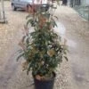 Glansmispel (Photinia 'Robusta Compacta') -Groene Boom Winkel photinia robusta compacta