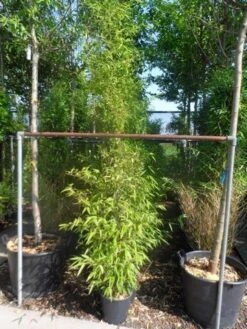 Bamboe (Phyllostachys Nigra) -Groene Boom Winkel phyllostachys nigra 150 200 c12