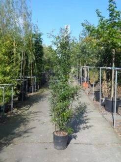 Bamboe (Phyllostachys Nigra) -Groene Boom Winkel phyllostachys nigra 150 200 c18