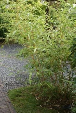 Bamboe (Phyllostachys Vivax 'Aureocaulis') -Groene Boom Winkel phyllostachys vivax aureocaulis