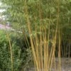 Bamboe (Phyllostachys Vivax 'Aureocaulis') -Groene Boom Winkel phyllostachys vivax aureocaulis 1