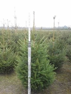 Fijnspar (Picea Abies) -Groene Boom Winkel picea abies 125 150 5 1