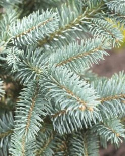 Voorkant -Groene Boom Winkel picea abies 2 1
