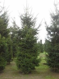 Fijnspar (Picea Abies) -Groene Boom Winkel picea abies 2 450 500 1