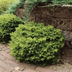 Kussenspar (Picea Abies 'Little Gem') -Groene Boom Winkel picea abies little gem