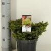 Kussenspar (Picea Abies 'Little Gem') 20 Kussenspar (Picea Abies 'Little Gem') -Groene Boom Winkel picea abies little gem winter c3 m