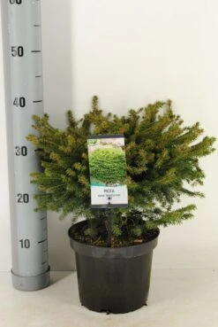 Voorkant -Groene Boom Winkel picea abies nidiformis c3 m