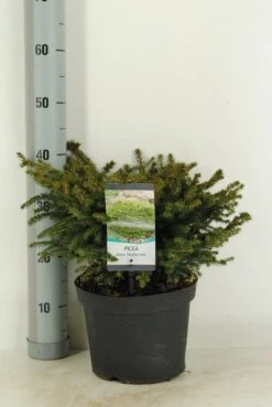 Spar (Picea Abies 'Nidiformis') -Groene Boom Winkel picea abies nidiformis c5 m