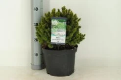 Kogelspar (Picea Glauca 'Alberta Globe') -Groene Boom Winkel picea glauca alberta globe c5 m
