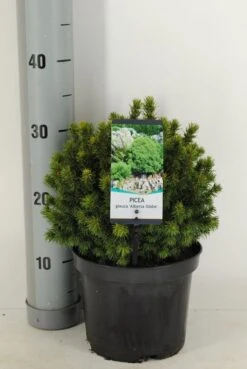 Kogelspar (Picea Glauca 'Alberta Globe') -Groene Boom Winkel picea glauca alberta globe winter c3 m